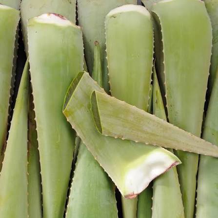 Aloe vera