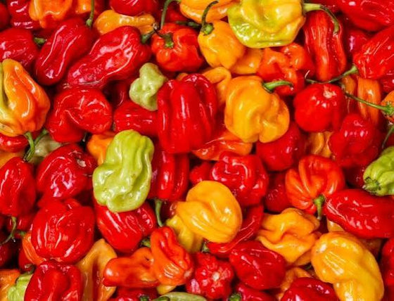 Piment antillais