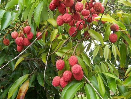 Litchi vrac